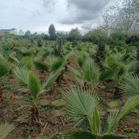 فروش پالم،لاتانیا،فونیکس