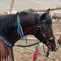 نریان عرب|اسب و تجهیزات اسب‌سواری|تهران, امانیه|دیوار