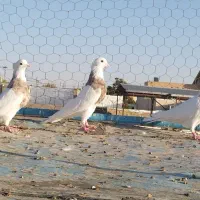 دوتا نر یه ماده خاص|پرنده|سنندج, |دیوار