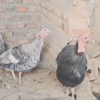 حیوانات بالدار|حیوانات مزرعه|خاش, |دیوار