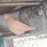 جوجه درجای زرد|پرنده|میناب, |دیوار