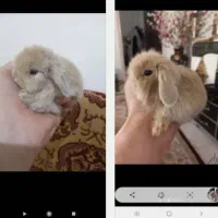 خرگوش لوپ.مینیاتوری.و انقورا|موش و خرگوش|تبریز, |دیوار