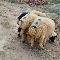 ۳راس بره ماده  یک راس نر دورگ (رودبار شاهباد )