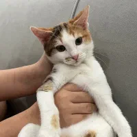 واگذاری بچه گربه ۶ ماهه