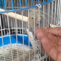 عروس هلندی