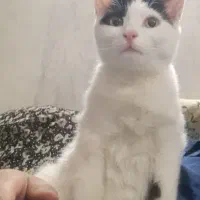 واگذاری گربه خانگی