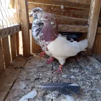 کفتر کاشونی کله دم سبز خالدار گرگی زرهی