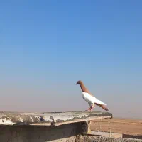 یهودی عقاب|پرنده|تاکستان, |دیوار