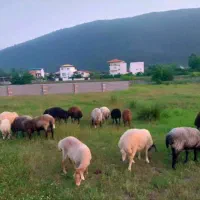 فروش گوسفند محلی زنده