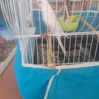 قناری عروس هلندی سخنگو