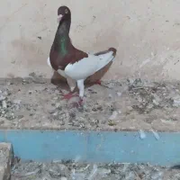 کبوتر یهودی پا بلند نر|پرنده|گنبد کاووس, |دیوار