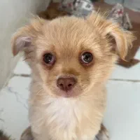 سگ خانگی|سگ|بجنورد, |دیوار