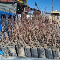 فروش نهال پسته