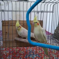 عروس هلندی لوتینو