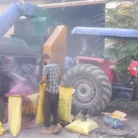 بذرگندم کلکتور بوجارکرده وبذر مال شده|عمدهفروشی|فاضل آباد, |دیوار