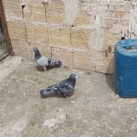 سبز پولکی|پرنده|مشهد, یاغون آباد|دیوار
