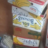 کارتن موزی دونه ای ۴۰