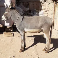 الاغ|حیوانات مزرعه|آبگرم, |دیوار