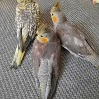 عروس هلندی نر ماده|پرنده|تهران, دبستان|دیوار