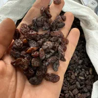 کشمش افتابی سورت لیزر بدون حتی یه دونه سوک