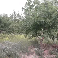 فروش-باغ-جوان-با-درختان-مثمر-با-سند-6-دانگ
