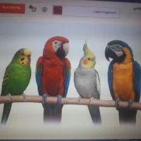 واگذاری طوطی سانان را قبول میکنم