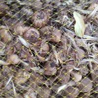 پیاز زعفران معمولی و سورت شده