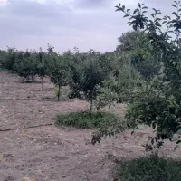 باغ-500-متر-سهم-آب-برق-و-گاز-بر-ملک-بختیار-نظرآباد