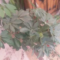 گل پنجه گربه ای