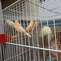 عروس قناری مرغ عشق فنچ گرینچیک|پرنده|خواف, |دیوار