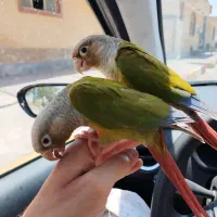 جفت گرینچیک کاملا رام وسخنگو