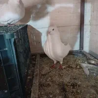 کبوتر سفید اراکی