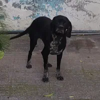 سگ شکاری ماده