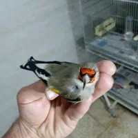 تعداد 15 عدد سهره عطیقه لطفاً آگهی رو بخونید