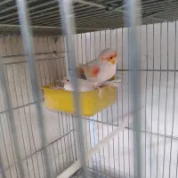 قناری|پرنده|یزد, |دیوار