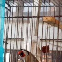 سهره چهارگل|پرنده|کرج, حسین‌آباد|دیوار