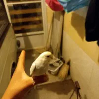 مرغ عشق و طوطی|پرنده|همدان, |دیوار