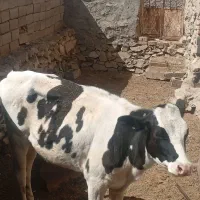 گاو