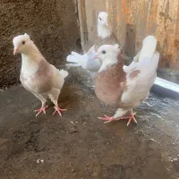 طوقی هفترنگ|پرنده|شاهرود, |دیوار