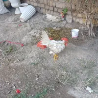 خروس