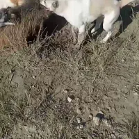 سگ گله جانوری|سگ|گالیکش, |دیوار