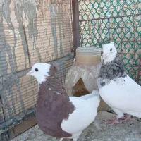 تخم کبوتر|پرنده|سبزوار, قصبه شرقی|دیوار