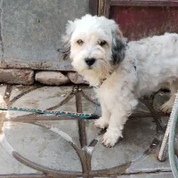 سگ نژاد دار