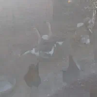 ۳ تا قوغاز ماده|حیوانات مزرعه|اردبیل, |دیوار