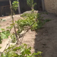 زمین جاده قمصر|فروش زمین و ملک کلنگی|کاشان, صفی آباد|دیوار