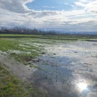 شالیزار-سنتی-4300-متری-کوچصفهان