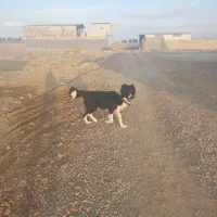 سگ نر قدرجونی