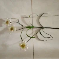 گل مصنوعی|گل مصنوعی|زنجان, |دیوار