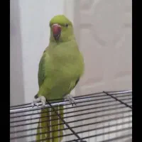 معاوضه دوربین عکاسی و ماشین اصلاح 808 اصل ژاپنی