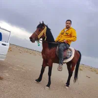 آماده سواری عاقل و سرحال